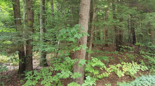 73 Town Pound Rd, Campton, NH 03223 exterior