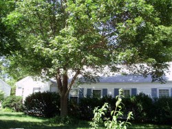 15 Considine Rd, Newton, MA 02459 exterior