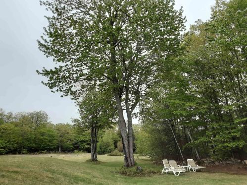 101 Plantation Dr, Wakefield, NH 03872 exterior